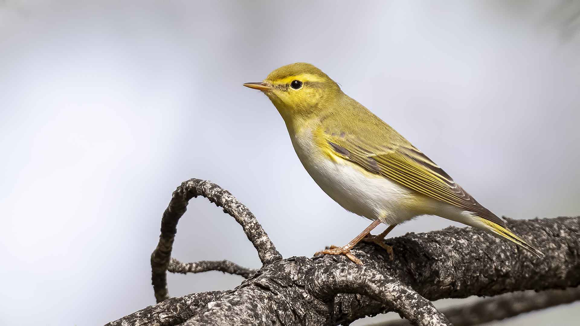 Wood Warbler